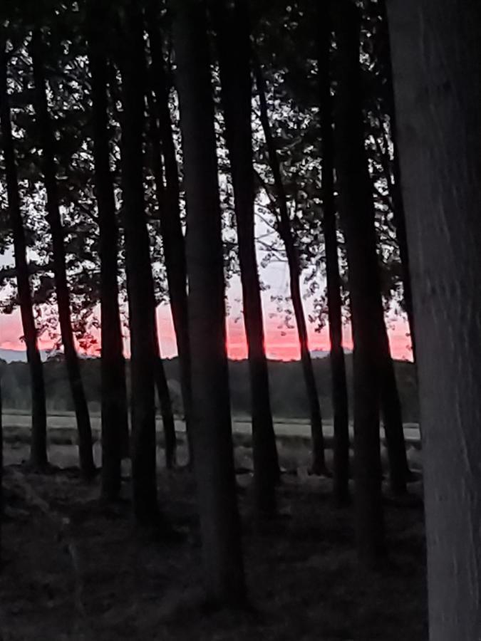 Bonita Cabana De Los Arboles En La Rioja , Durmiendo Entre Arboles Anguciana Buitenkant foto